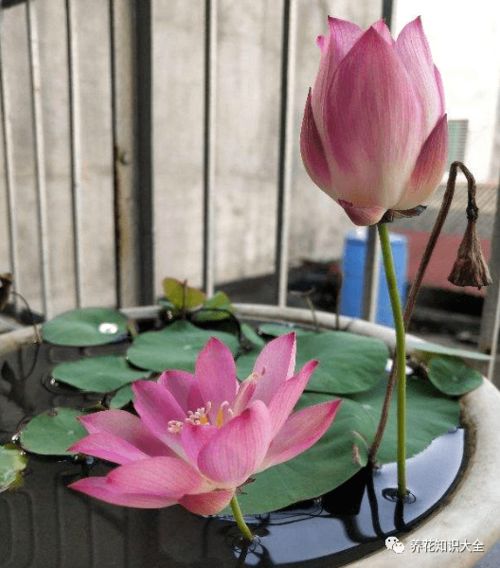 碗莲的寓意和象征 室内养碗莲真的不吉利吗