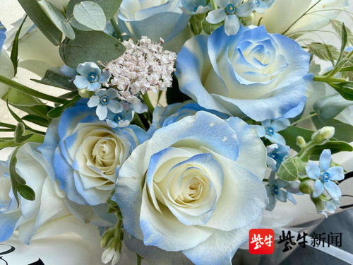碎冰蓝送女朋友真的很土吗 碎冰蓝玫瑰送人禁忌
