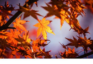 秋天写一句简单的话 秋天的八字短句