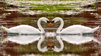 私人养白天鹅犯法吗 白天鹅可以当宠物养吗