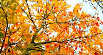 秋天的植物有哪些 代表性 秋天最有代表性的花