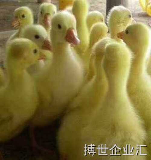 离我最近的鹅苗批发 本地鹅苗批发