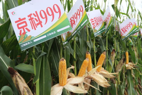 秋乐999玉米品种简介 秋乐999