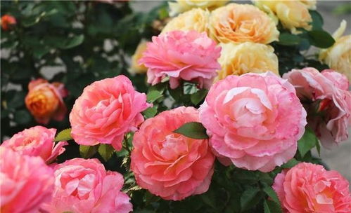 磷酸二氢钾浇月季花使用方法 磷酸二氢钾加红糖喷施功效