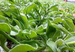 种冰菜几月份种最好呢 四种人不宜吃冰菜