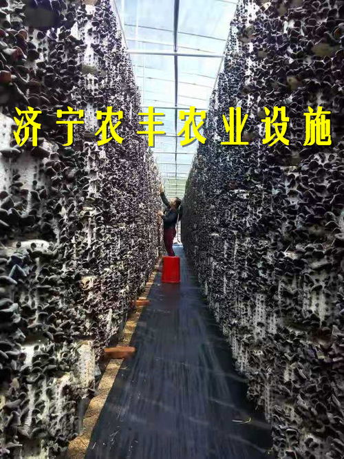 种平菇一年能挣多少钱 香菇大棚建造大概需要多少钱