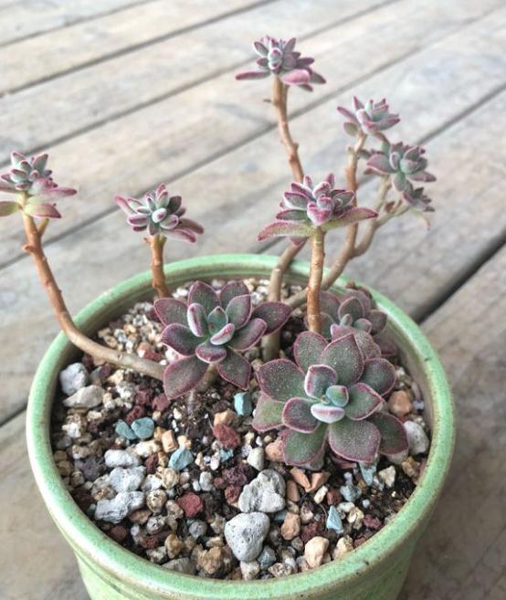 种植多肉的过程记录 多肉的生长过程15天图文记录