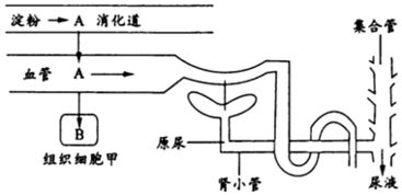 秋水仙素作用机理 秋水仙素抑制纺锤丝还是纺锤体