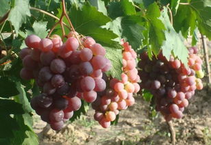 种了三年的葡萄不开花不结果 葡萄一直长但不开花