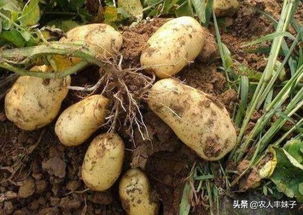 种土豆最忌讳什么肥料 哪种粪对土豆最好