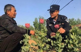 种植虞美人被警察拔了 种虞美人招来警察