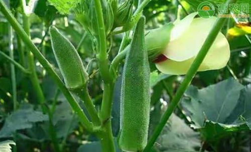 秋葵要煮多久才熟 秋葵水开了煮几分钟