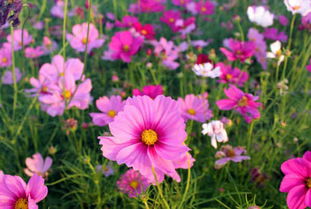 秋英和格桑花的区别 秋英和格桑花图片对比