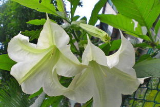 种一颗曼陀罗犯法吗 看见曼陀罗需要报警吗视频