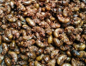 种知了猴要几年有收入 知了猴养殖赚钱吗