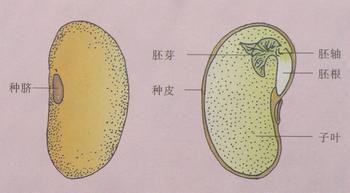 种子的内部结构有哪四种 种子的发育与结构图