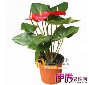 秋季换盆的最佳时间 换盆换土最佳时间几月份