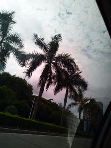 种在马路旁边的像椰子树的树 广东像椰子树的叫什么树