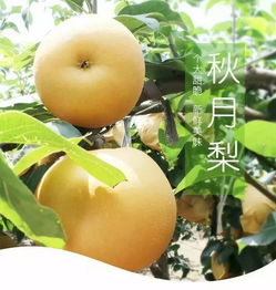 秋月梨的缺点是什么 秋月梨为啥那么贵