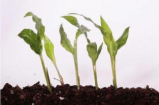 种子生长的五个阶段 植物生长的5个过程