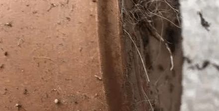 种子泡水最长不能超过多久 种子泡多长时间会淹死