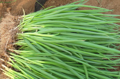 种小葱需要多深的土 小葱的种子埋多深为宜