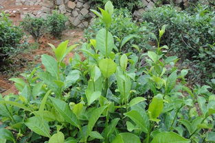 种植茶叶最佳时间 茶叶苗什么时候栽最合适