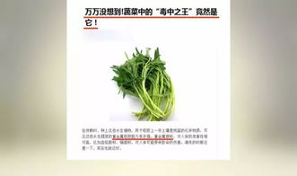 空心菜为什么被称为毒中之王 空心菜为什么叫痛风菜