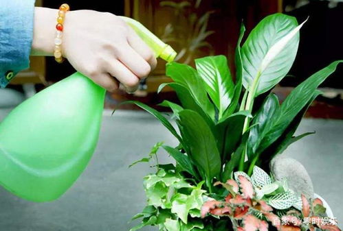空调水可以浇菜吗 空调水浇菜人可以吃吗有毒吗