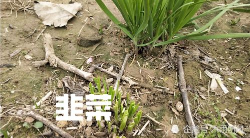 移栽韭菜的最佳时间 韭菜栽植时间及方法