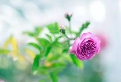 种花收获心情感悟人生 自己动手种花的心得