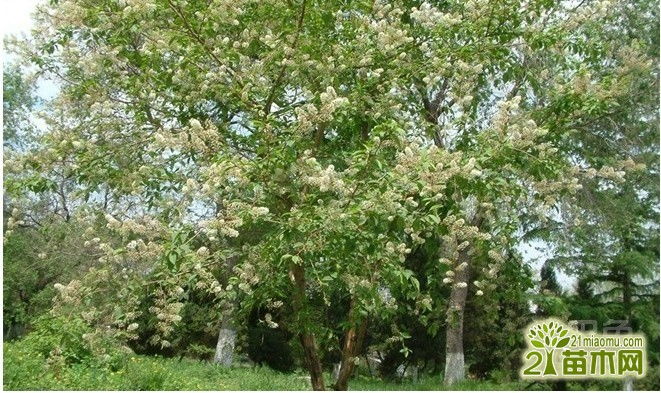 稠李果实有什么功效 稠李果实 剧毒