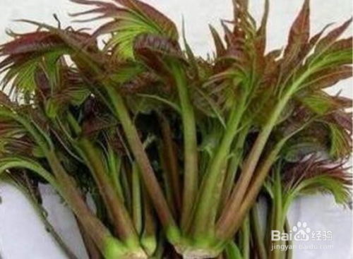 移栽香椿树的最佳季节 香椿树七八月份能栽活吗
