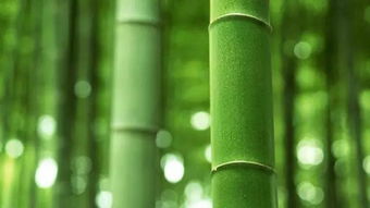 竹子一节一节的寓意 三节竹节的寓意和象征