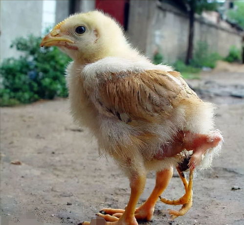 立秋后小鸡好养吗 八月份的小鸡好养吗