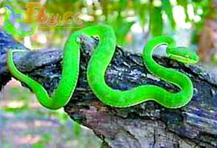 竹叶青是几级保护动物 打死竹叶青犯法吗