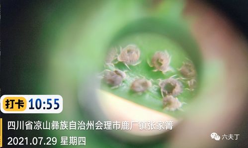 立秋后蚜虫不打药多久会死 为什么蚜虫下雨后会死亡