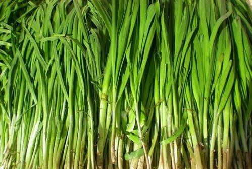 立秋后韭菜可以割吗 韭菜立秋后多少天割为好