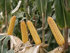 立秋后玉米还能施肥吗 立秋后玉树可以施肥吗