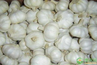 立秋后能种大蒜吗 种大蒜需要什么肥料最好