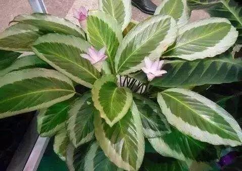 竹芋的禁忌人群 哪种竹芋有毒