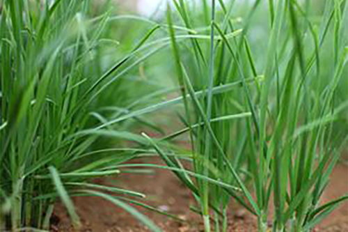 立秋韭菜要割掉重新长吗 立秋后还能吃几茬韭菜