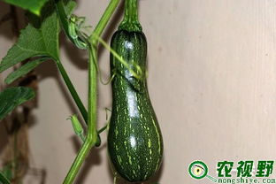 窝瓜和倭瓜哪个正确 窝瓜和南瓜的区别图片