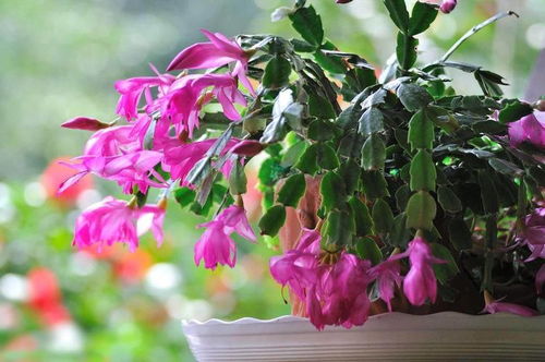 立秋后辣椒开的花可以结果吗 八月份种辣椒几月结果