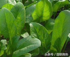 立秋前后种什么蔬菜 8一9月适合种什么蔬菜