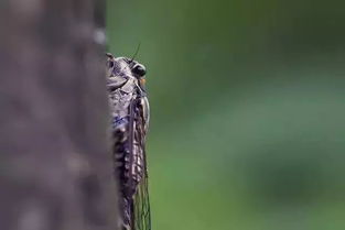 立秋之后蝉还叫吗 立秋和蝉的关系