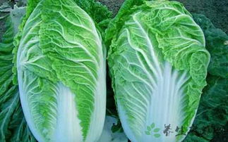 立秋过三天种白菜行吗 九月份种白菜可以吗