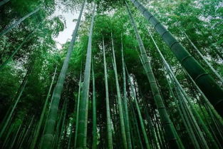 竹子有多少个品种 竹子最贵的五大品种