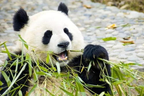 竹子那么硬熊猫怎么吃 大熊猫吃竹子不伤胃吗