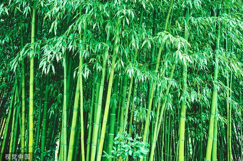 竹子属于什么科类植物 竹子为什么属于草类